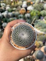 แมมนกฮูก (Owl Eye) Mammillaria microthele แคคตัส กระบองเพชร cactus&amp;succulent