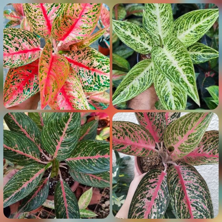 Aglaonema Legacy series Pink Red Black and White live plants and stable ...