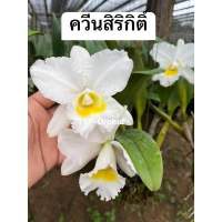 กล้วยไม้แคทรียา ควีนสิริกิติ์ Cattleya "Queen Sirikhit"