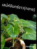 เสน่ห์จันทร์ขาว(กลาย)ส่งเป็นต้นตามรูป