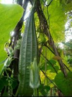 เมล็ดบวบเหลี่ยมยาว(long square sponge gourd seeds) มีลักษณะเหลี่ยมและยาว เป็นที่ต้องการของตลาดเวลาไปทำอาหารสีจะไม่ดำดูน่าทาน (พันธุ์แท้สามารถเก็บเมล็ดทำพันธุ์ต่อได้)