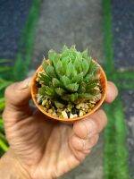 Haworthia mucronata กระถาง2นิ้ว