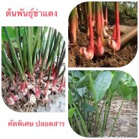 พันธุ์ข่าแดง คัดพิเศษปลอดสาร(ครึ่งกิโล)