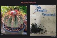 Melocactus ernestii Seeds  - เมล็ดเมโลหนามโหด 50เมล็ด