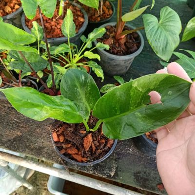❤️ (1/10/66) Philodendron Green Congo Hybird 🌱 ฟิโลเดนดรอน กรีนคองโกไฮบริดด่าง 🌱 ไม้ด่าง ไม้ฟอกอากาศ 🌱 [PGCH]