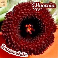 [เก๋งจีน ดอก แดง เข้ม] Huernia Transmutata ส่งพร้อมกระถาง แคคตัส Cactus Succulent Haworthia Euphorbia ไม้หายาก พืชอวบน้ำ ไม้หนาม ไม้ทะเลทราย กระบองเพชร