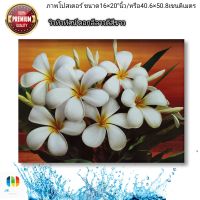 ภาพโปสเตอร์ดอกลีลาวดีสีขาวพื้นส้ม ขนาด 16×20"นิ้ว