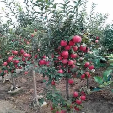 Tạo đặc điểm của cây táo đỏ lùn Mỹ F
