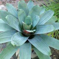 ขายหน่อต้นสับปะรดสี-จักรพรรดิ#bromeliad Alcantarea Imperialis # ต้นไม้สวยงาม# ไม้ประดับ# ตกแต่งสวน# ปลูกตกแต่งบ้าน