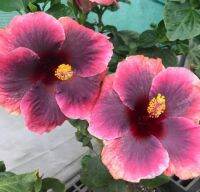 เมล็ดพันธุ์ชบาไต้หวัน แฟรี่ กิฟท์(Fairy Gift Taiwan Hibiscus Seed)บรรจุ 10 เมล็ด ของแท้ คุณภาพดี ราคาถูก นำเข้าจากต่างประเทศ