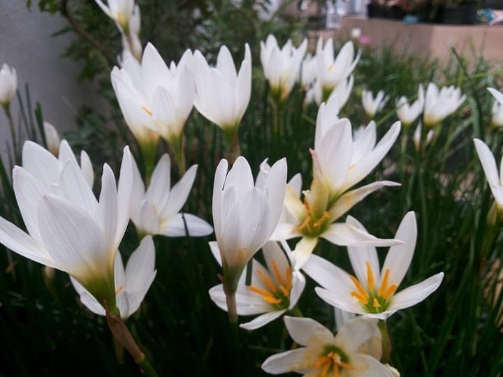 ดอกบัวดินสีขาว1ชุด5หัวพันธุ์ไม้ดอกไม้ประดับไม้หายาก