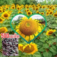 เมล็ดพันธุ์ทานตะวัน 500 เมล็ด (อะควอร่า6)โชว์ดอกใหญ่ ให้ผลผลิตสูง