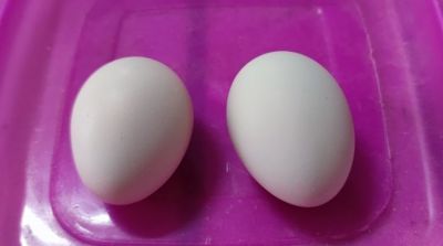 ไข่เชื้อไก่ดำอินโดเลือด100 สำหรับฟักในตู้ฟัก ราคาต่อ 2ใบ