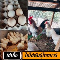 ?ไข่เชื้อไก่ไข่พันธุ์ไทยบาร์ ชุด 5 ฟอง สำหรับฟัก