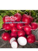 แรดิส พืชหัวเล็ก ประโยขน์สูง (ชุด300เมล็ด)