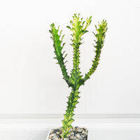 Euphorbia Mayurnathanii Lactea​ Variegataed ยูโฟเบียสลัดไดด่าง 26-32 cm.