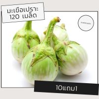 เมล็ดผักมะเขือเปราะ เมล็ดพันธุ์ผัก เมล็ดผัก 10แถม1 คละได้