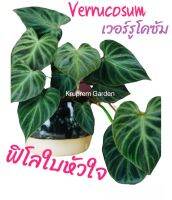 [ส่งฟรี] เวอรูโคซัม verrucosum philodendron ฟิโลเดนดรอน แวร์รูโคซัม ทักแชทเลือกต้นได้