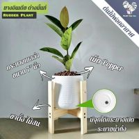 ท์ (Rubber Plant)25-30ซม. พร้อมกระถาง+เม็ดPopper+ขาตั้งไม้สน