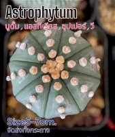 แอสโตร(Astrophytum)?จัดส่งต้นตามรูป