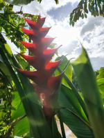 หน่อพันธุ์เฮลิโคเนีย ก้ามปูแดง Heliconia bihai ดอกสีแดงสดใสสวยงาม ดอกใหญ่ ปลูกง่าย ให้ดอกทั้งปี ไม้ป่าเขตร้อนใช้ประดับสวนสวยงาม