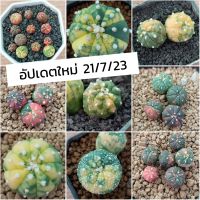 แอสโตรด่าง แอสโตรไฟตัม ลูกวี /ซุปเปอร์/5พู พูแทรก /ด่าง /เต่า /กิ๊กโกะ  /cactus