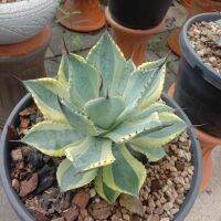 agave  potatorum tradewind yellow  ขนาด9นิ้ว