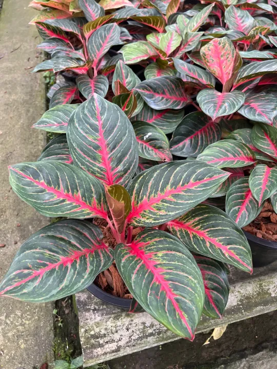 ต้นไม้มงคล แก้วกาญจนา อโกลนีมา Aglaonema ชื่อพันธุ์ต่างๆ ต้นไม้มงคล แก้วกาญจนา อโกลนีมา Aglaonema ชื่อพันธุ์ต่างๆ