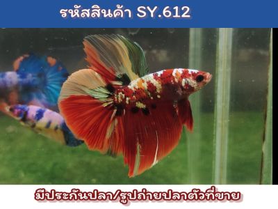 ปลากัดฮาฟมูนนีโม่คอป เพศผู้ สีสวยคอปทอง (รับประกันปลาตายแต่ไม่รับประกันปลากัดหาวตัวเองในการเดินทาง แต่ร้านจะแพ็คถุงใหญ่แน่นหนาให้)