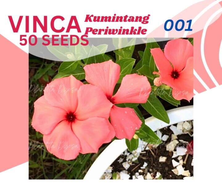 VINCA (50 SEEDS) PERIWINKLE KUMINTANG FLOWER SEEDS Lazada PH