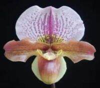 Paph.W.churchill x pacific ocean 830294591 x Paph.charlesworthii AAH-46/90568602 ลูกผสมดอกน่ารักขนาดกระถาง 2 นิ้ว