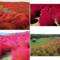 เมล็ดพันธุ์ พุ่มไม้เพลิง โคเชีย (Kochia Trichophylla) บรรจุ 200 เมล็ด