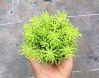 แพรทอง (Sedum lineare) กระถาง 2.5 นิ้ว