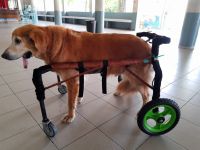 วีลแชร์สุนัข พิการขาหลัง ขนาดไซส์ L สัตว์เลี้ยง รถเข็น wheelchair dog**ติดต่อร้านค้าก่อนสั่งซื้อ**โดยสัตวแพทย์