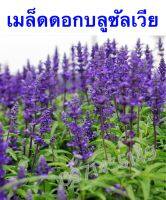 เมล็ดพันธุ์ดอกบลูซัลเวีย ปลูกง่าย สีม่วงสวย นิยมปลูกทำทุ่ง สีสวย