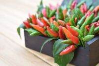 เมล็ดพริกขี้หนูสวนหอม เเท้ 50 เมล็ด ? Bird Eye Chili 50 seed