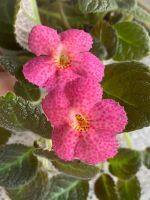 พรมญี่ปุ่น พรมกำมะหยี่ Episcia Jims canadian sunset ดอกสีชมพูหวาน