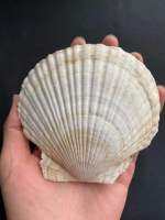 ขายส่งหอยเชลล์ขาวใหญ่ big white scallop shell 10-12cm