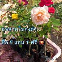 กุหลาบ ในถุงชำ ซื้อ 5 แถม 1 ฟรี ? ต้นกุหลาบในถุงเพาะชำ (คละสี) รากเดินดี เหมาะสำหรับท่านที่ชอบปลูกปลายๆต้น (คละสี) กดสั่ง 5 ต้นแถมฟรี 1️⃣ ต้นเป็นกิ่งปักชำ