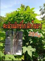 ผักไชยา(คะน้าแม็กซิกัน)20ท่อนพันธ์ุตัดสดตามออเดอร์นำปลูกเก็บยอดกินได้ตลอดปี