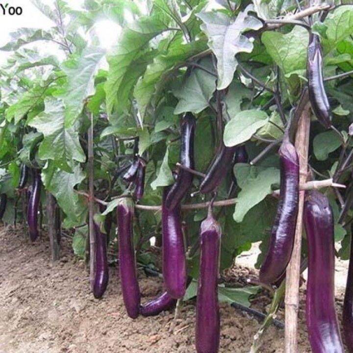 เมล็ดพันธุ์ มะเขือยาว สีม่วงญี่ปุ่น ( Japanese Pickling Eggplant Seed