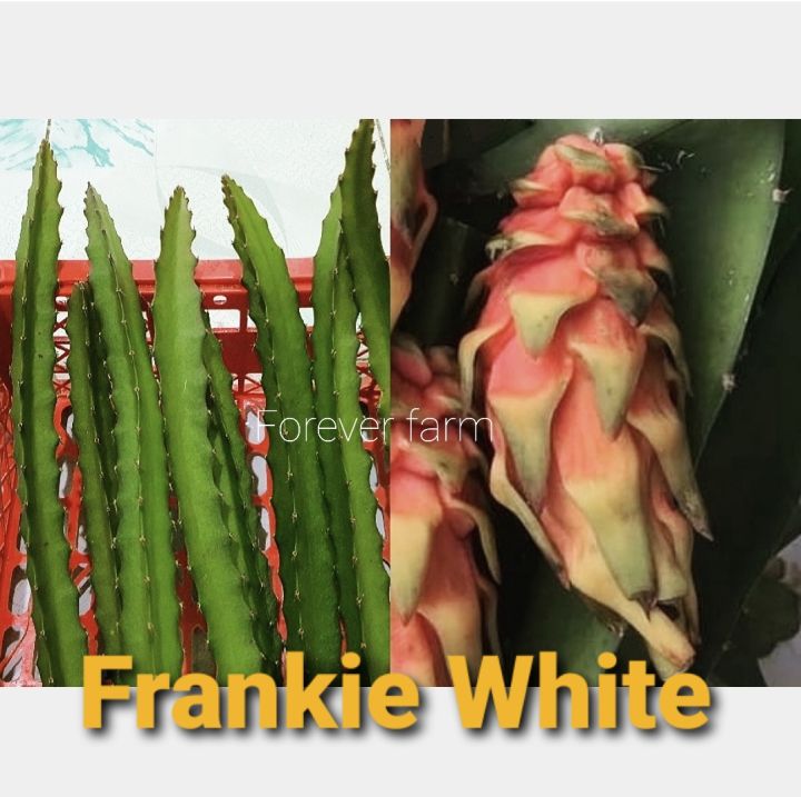 แก้วมังกร กิ่งแก้วมังกร Frankie White พันธ์หายาก