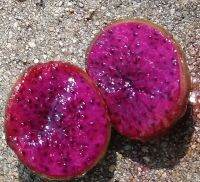 แก้วมังกรเม็กซิโกผลสีชมพู - Mexican Pitaya (Stenocereus queretaroensis Rojo)