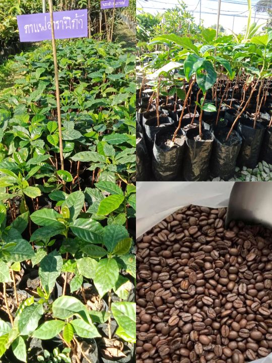 ต้นกาแฟอาราบิก้าลำต้นสูง 30-40 เซนติเมตรเป็นกาแฟที่กลิ่นหอม อร่อยกลมกล่อม มีความหวานละมุน จึงเหมาะสำหรับนำไปชงเป็นเมนูกาแฟสด และดื่มง่าย