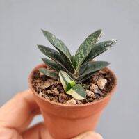 Gasteria ด่าง