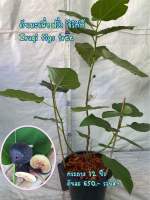 ต้นมะเดื่อฝรั่ง อิรักกี้ กระถาง12นิ้ว ติดผลแล้ว/iraqi figs tree with fruits in 12” pot