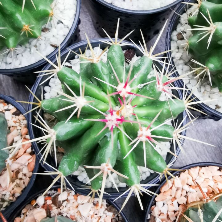 เฟอโรแคคตัส-หนามโหด-ferocactus-pilosus