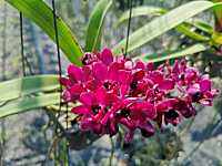 กล้วยไม้ช้างแดง Rhyncostylis gigantea red ในกระเช้า​3.5นิ้ว​