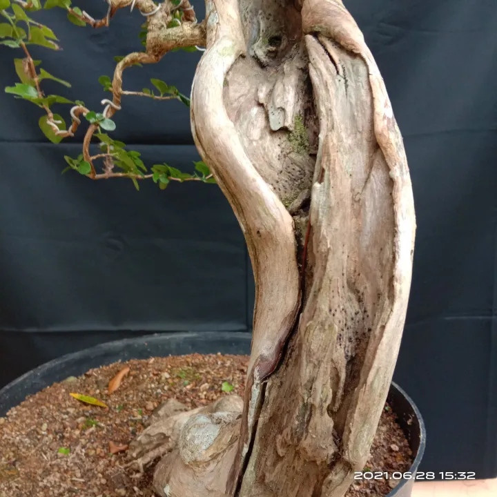 Bonsai Wacang Wahong Sancang Sesui Gambar Lazada Indonesia