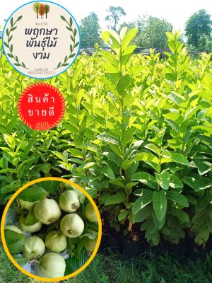 🌱#ต้นฝรั่งกิมจูตอน💥 โปรซื้อ 1 ฟรี 1 💥สูง 40-70 ซ.ม ขายส่งจากฟาร์ม💥พร้อมออกผล💥